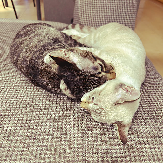 pi-popaさんの実例写真