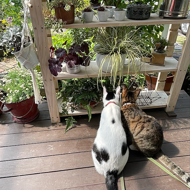 nobikoさんの実例写真