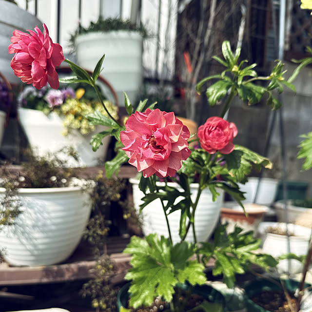 punknさんの部屋