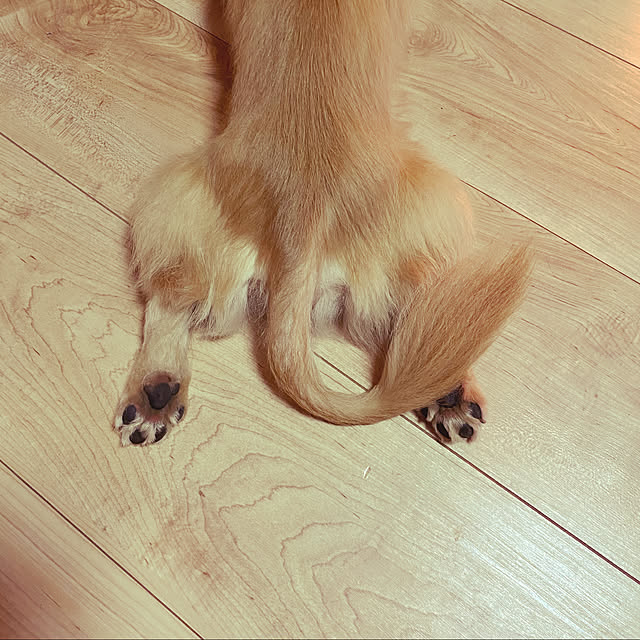 uninekoさんの実例写真