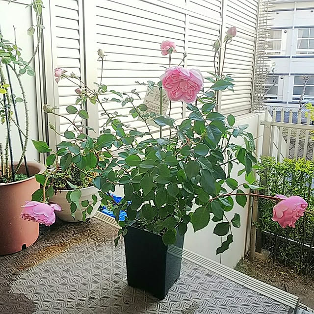 hiromimiさんの実例写真