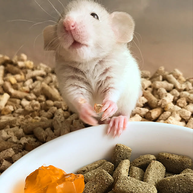 TOROさんの実例写真