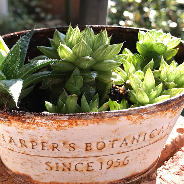 **yuu**さんの実例写真