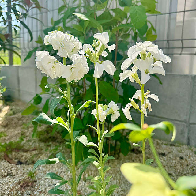 y.tora5さんの実例写真