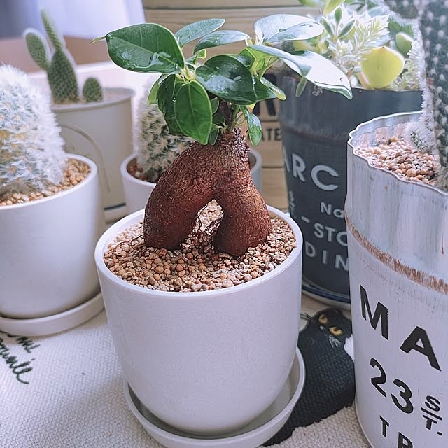 cocomintさんの実例写真