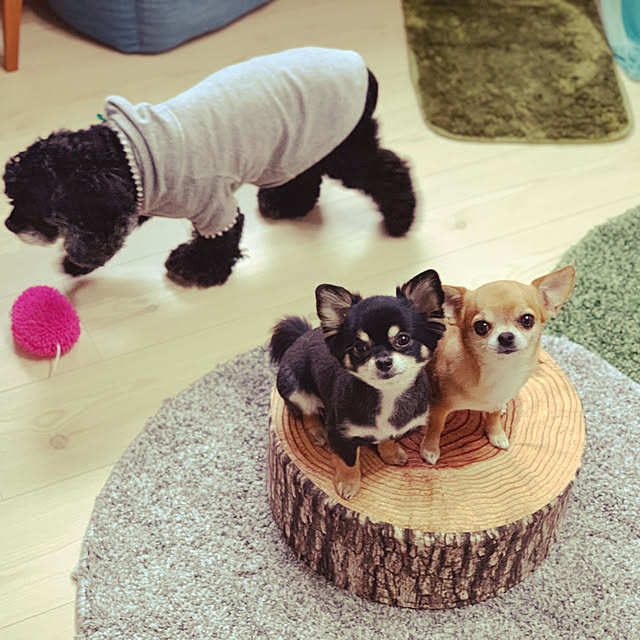 muccoさんの実例写真