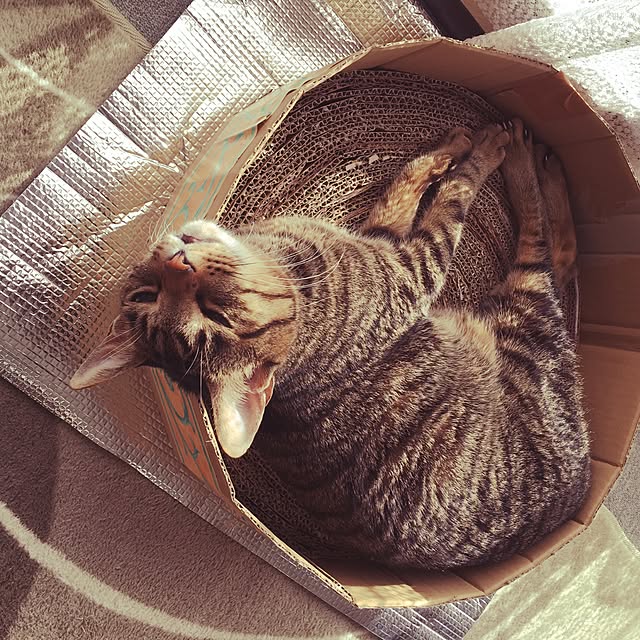 shigimiさんの実例写真