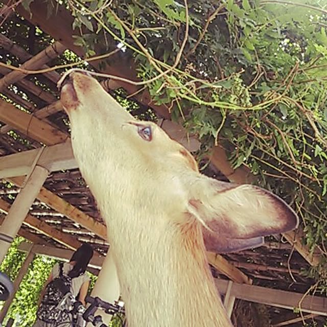 emimiさんの実例写真