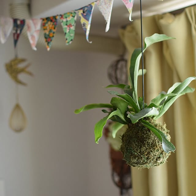 リビング/観葉植物のインテリア実例 - 2015-09-15 21:16:38