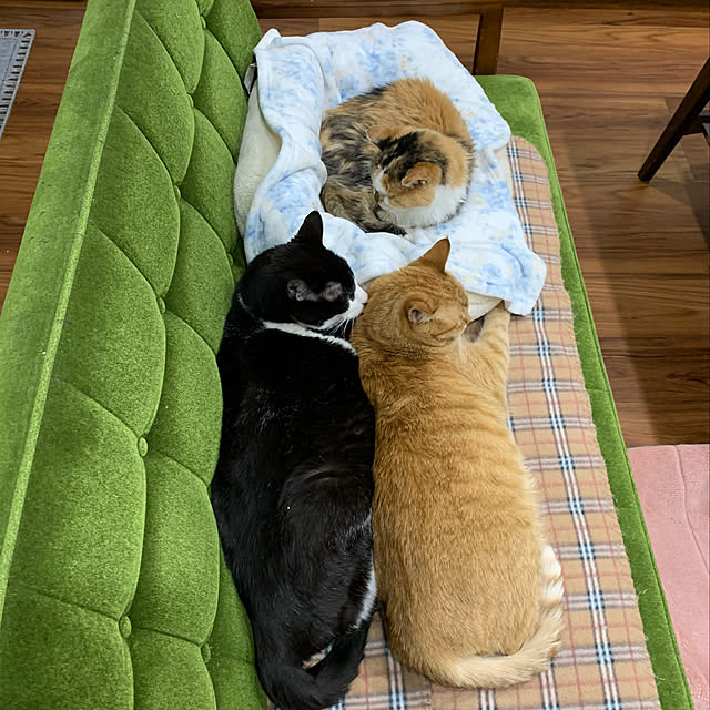 mikeume7さんの実例写真