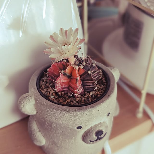 リビング/癒し/観葉植物/雑貨/ダイソーのインテリア実例 - 2023-10-21 21:45:57