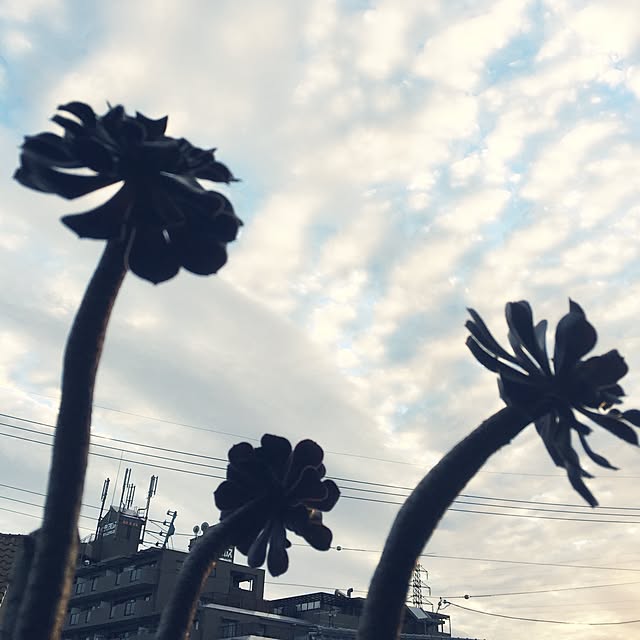 mockさんの実例写真