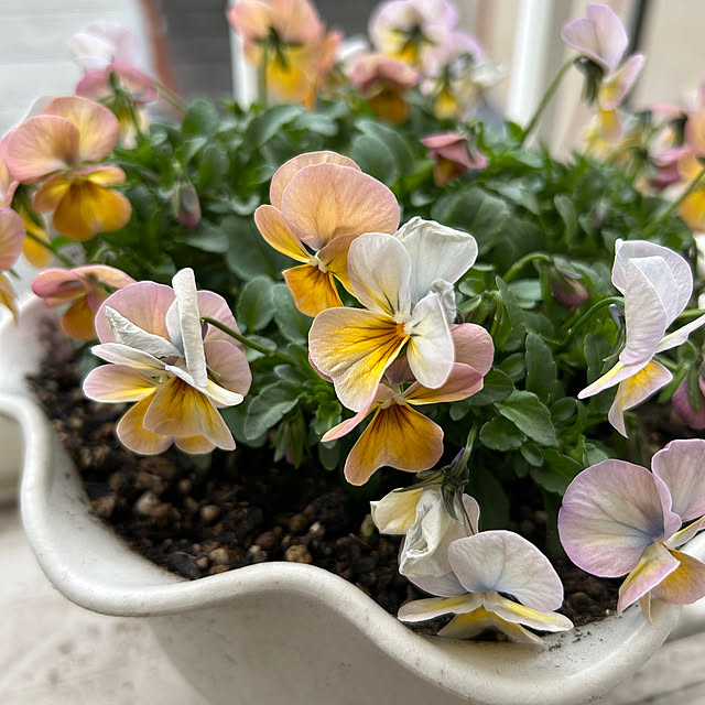 fumikoiさんの部屋