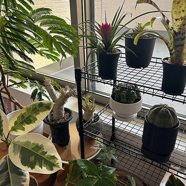 shokuchudokuさんの部屋