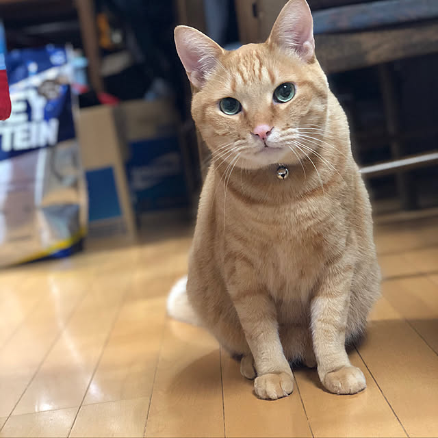 ryoya060606さんの実例写真