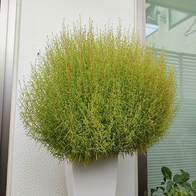 VERANDARJUNさんの実例写真