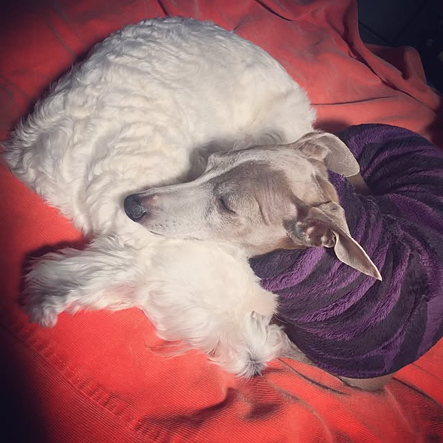 suzyさんの実例写真
