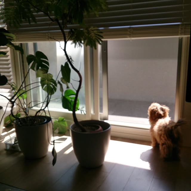 macoさんの実例写真