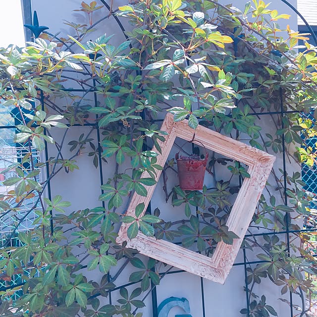 ichiさんの実例写真