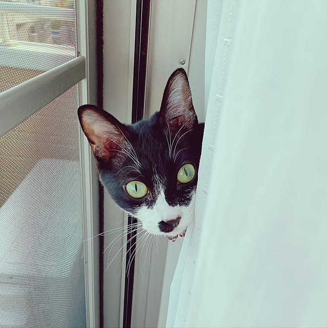 moolさんの実例写真