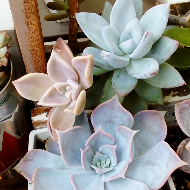 VERANDARJUNさんの実例写真