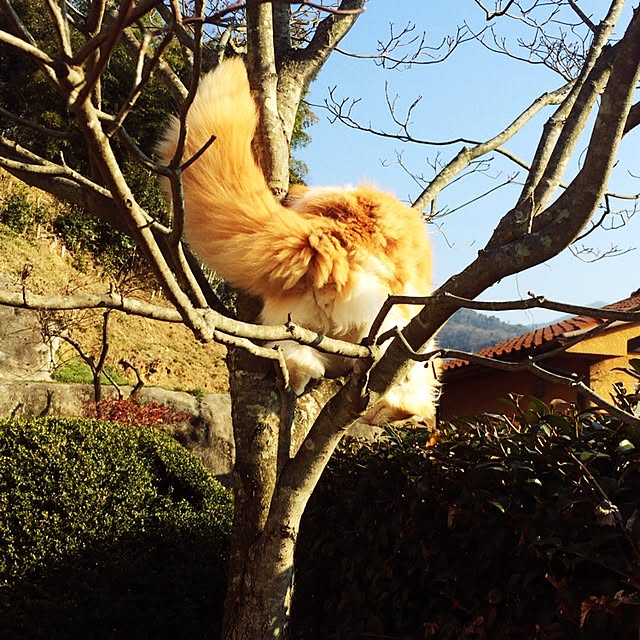 mikanさんの実例写真