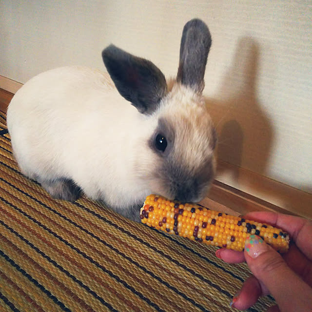 makiさんの実例写真