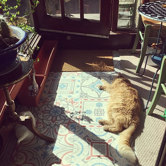 nekohigeさんの実例写真
