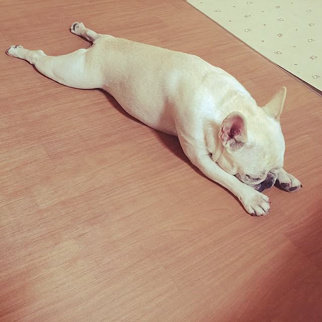 pucchanさんの実例写真