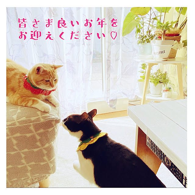 moolさんの実例写真