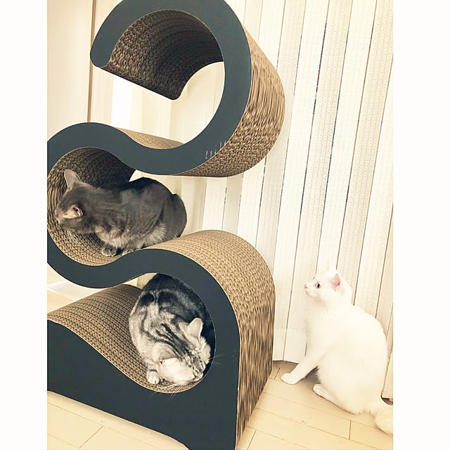 konekoさんの実例写真