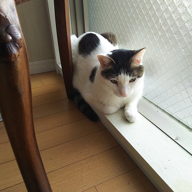 sakuraさんの実例写真