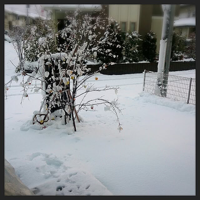 urchinさんの実例写真
