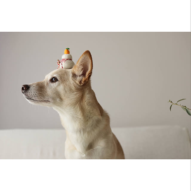 maruさんの実例写真