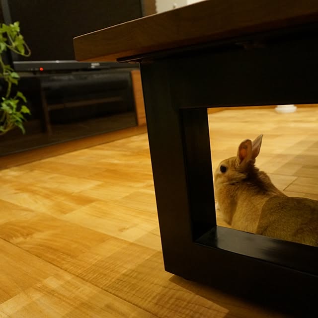 kinako_shiro_ginさんの実例写真