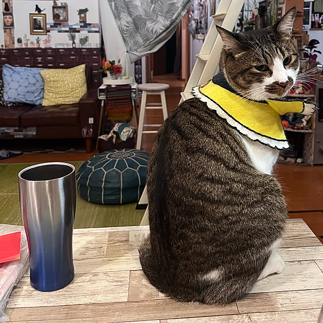 jijiさんの実例写真