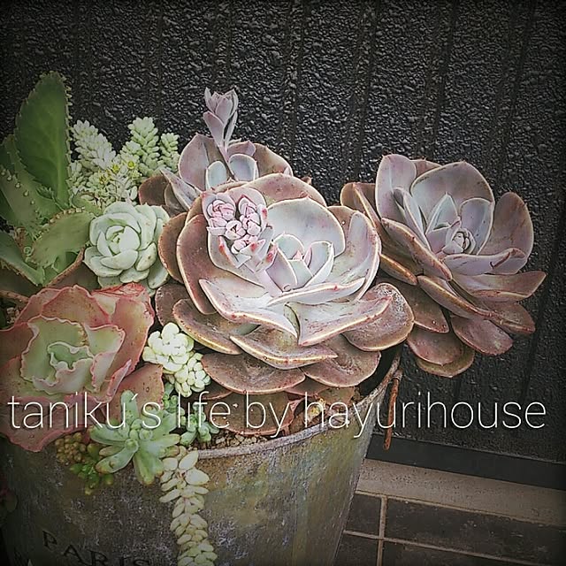 misaさんの実例写真