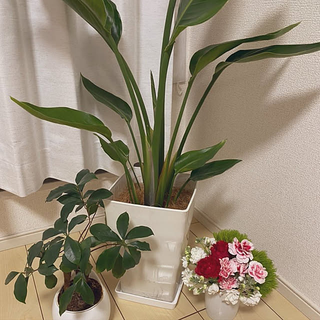 momomoさんの実例写真