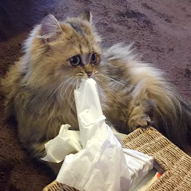 butachanさんの実例写真