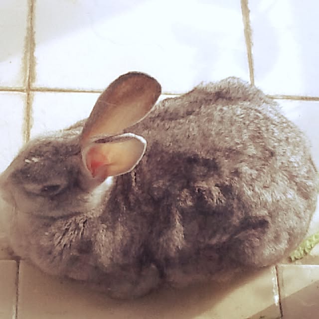 MARIさんの実例写真