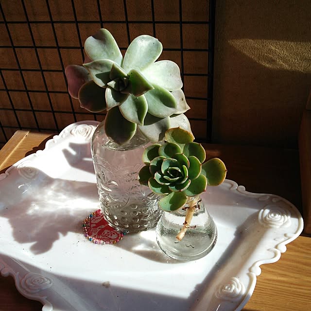 snoo.py.8198871.tomoさんの実例写真