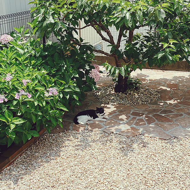 猫のお気に入りの場所/庭木のある暮らし/紫陽花/癒される/ネコのいる風景...などのインテリア実例 - 2022-06-12 11:51:59