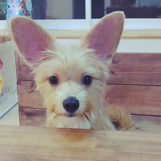 chamiさんの実例写真