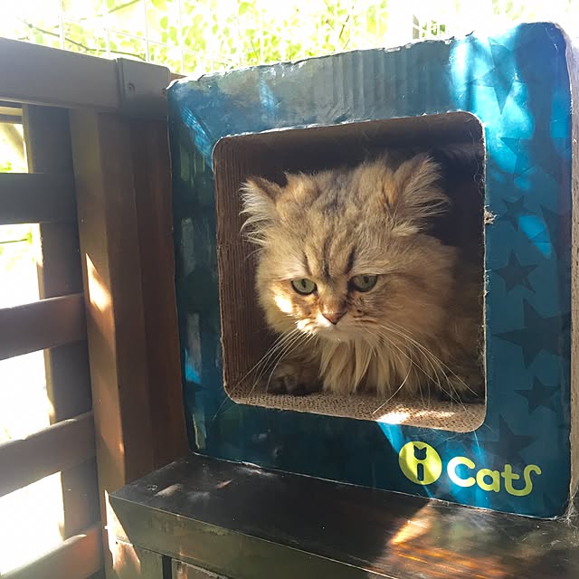 butachanさんの実例写真