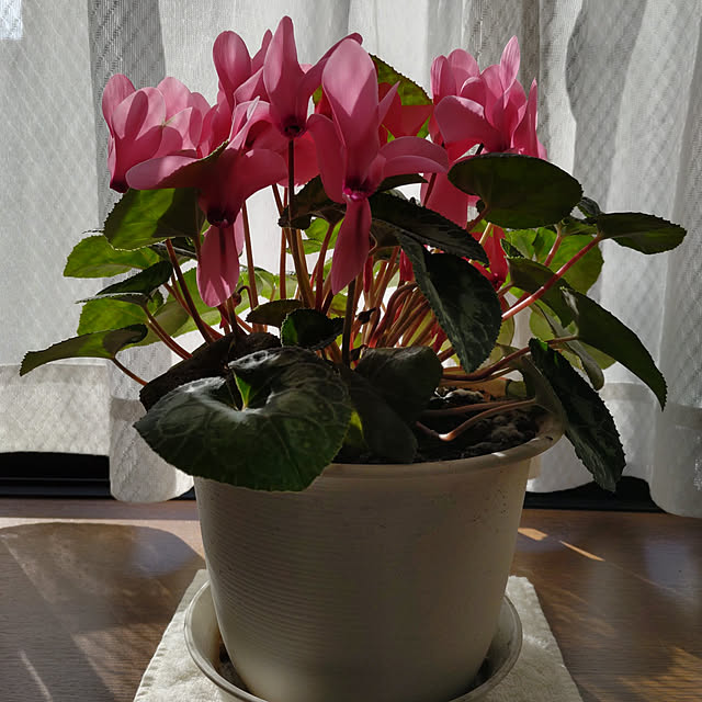 棚/シクラメン/お気に入りに囲まれて/花のある暮らし/いつもいいね！ありがとうございます♪...などのインテリア実例 - 2023-02-11 19:54:54