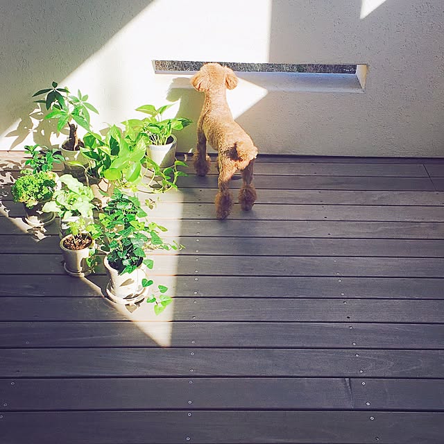 akoehonさんの実例写真