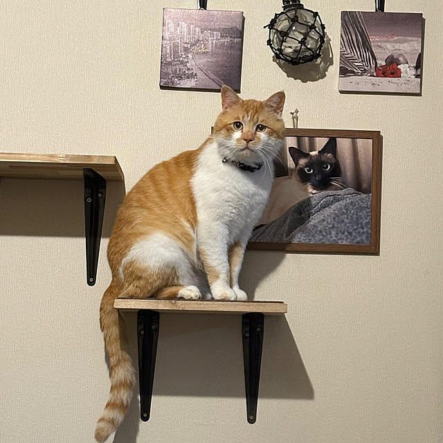 shi622さんの実例写真