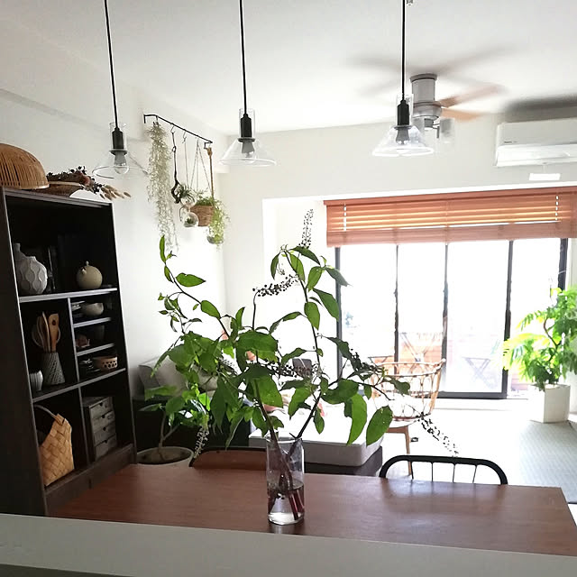 エバーフレッシュ 7号 | 観葉植物の通販ならHitoHana（ひとはな）