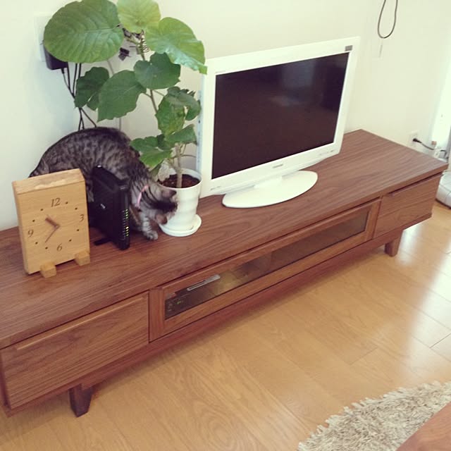 kokedamaさんの実例写真