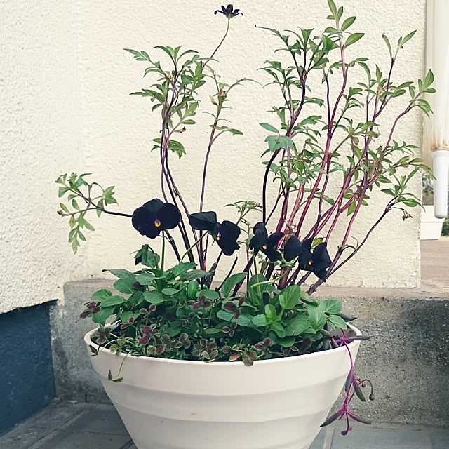rottiさんの実例写真